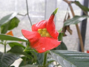 Fleur de Psychotria (Rubiacées) 